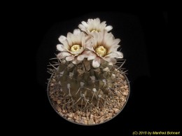 Gymnocalycium riojense ssp. piltziorum P38 329